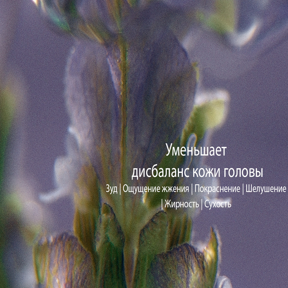 Обновленный мицеллярный шампунь Деликатный уход и Баланс