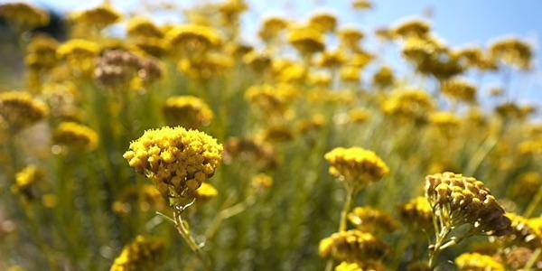 Натуральные ингредиенты | L'Occitane