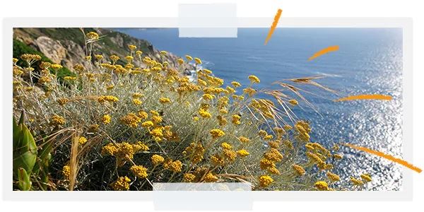 Защита биоразнообразия | L'Occitane