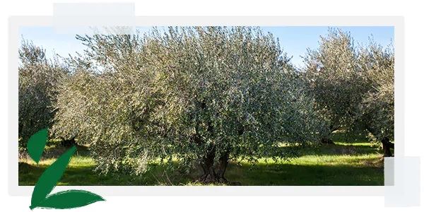 Защита растений | L'Occitane