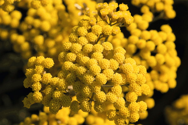 Бессмертник | L'Occitane
