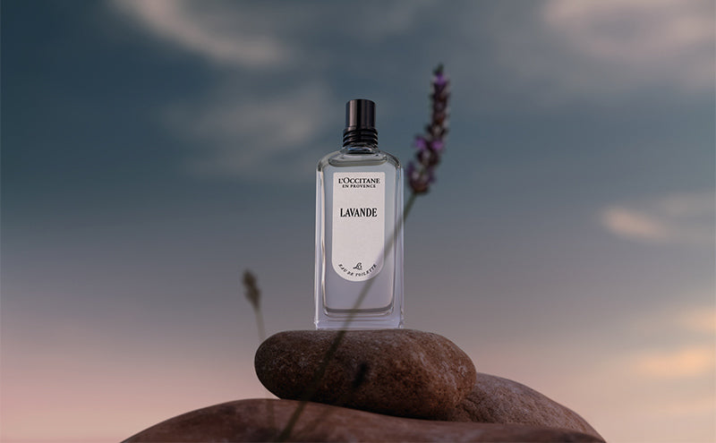 Лаванда L'Occitane
