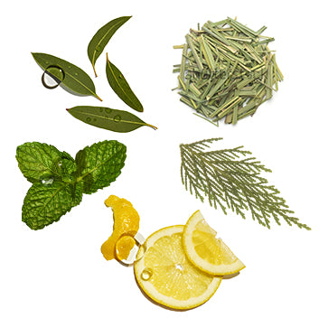 Featured Ingredient - L'Occitane
