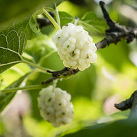 Mulberry Featured Ingredient - L'Occitane
