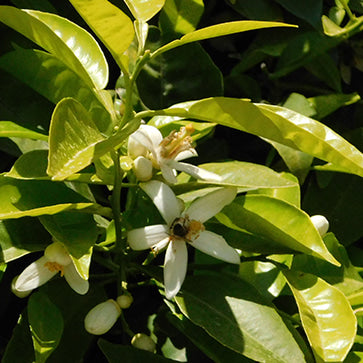  Featured Ingredient - L'Occitane